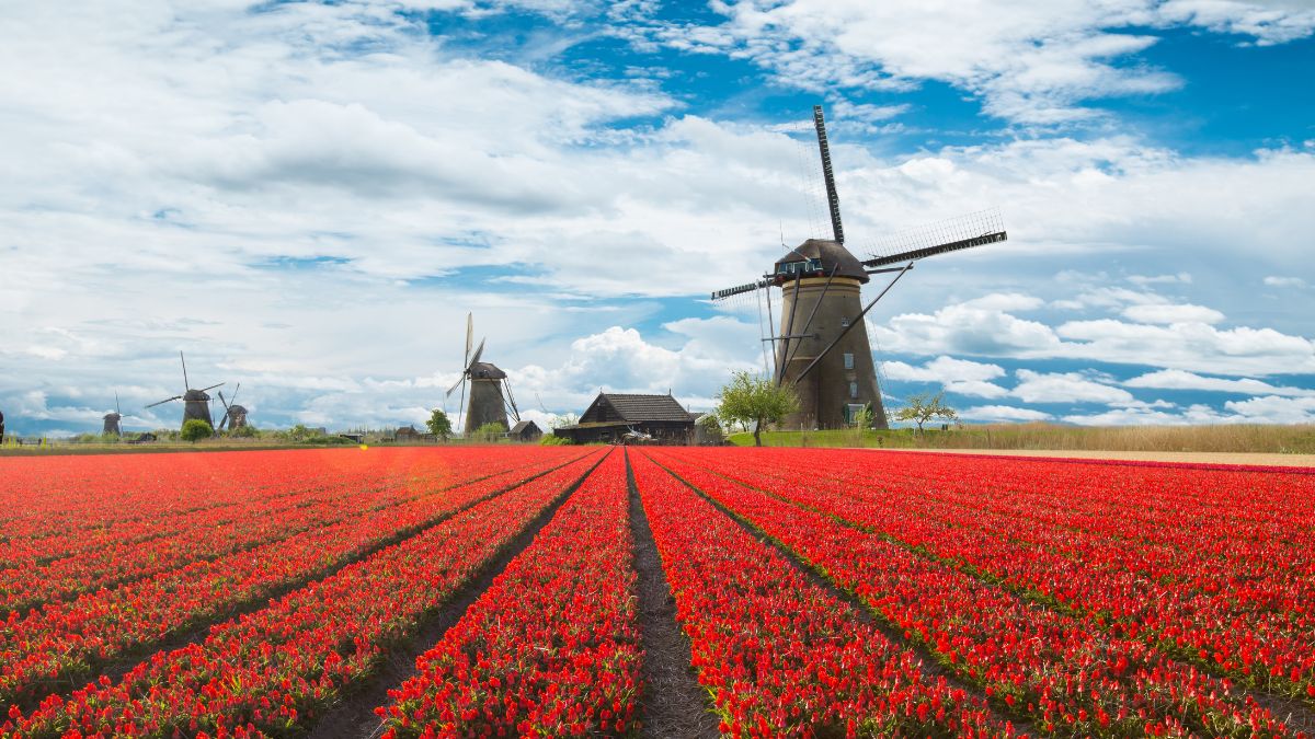 Tulpenfelder mit Windmühlen - Niederländisch lernen in Zürich